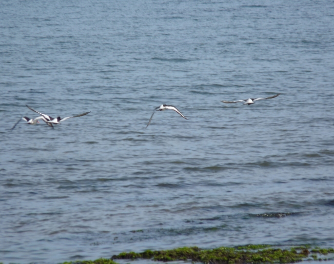 Beccacce di mare a Torre Astura
